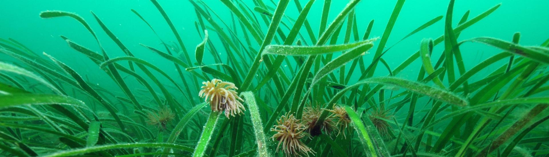 Anemone on seagrass