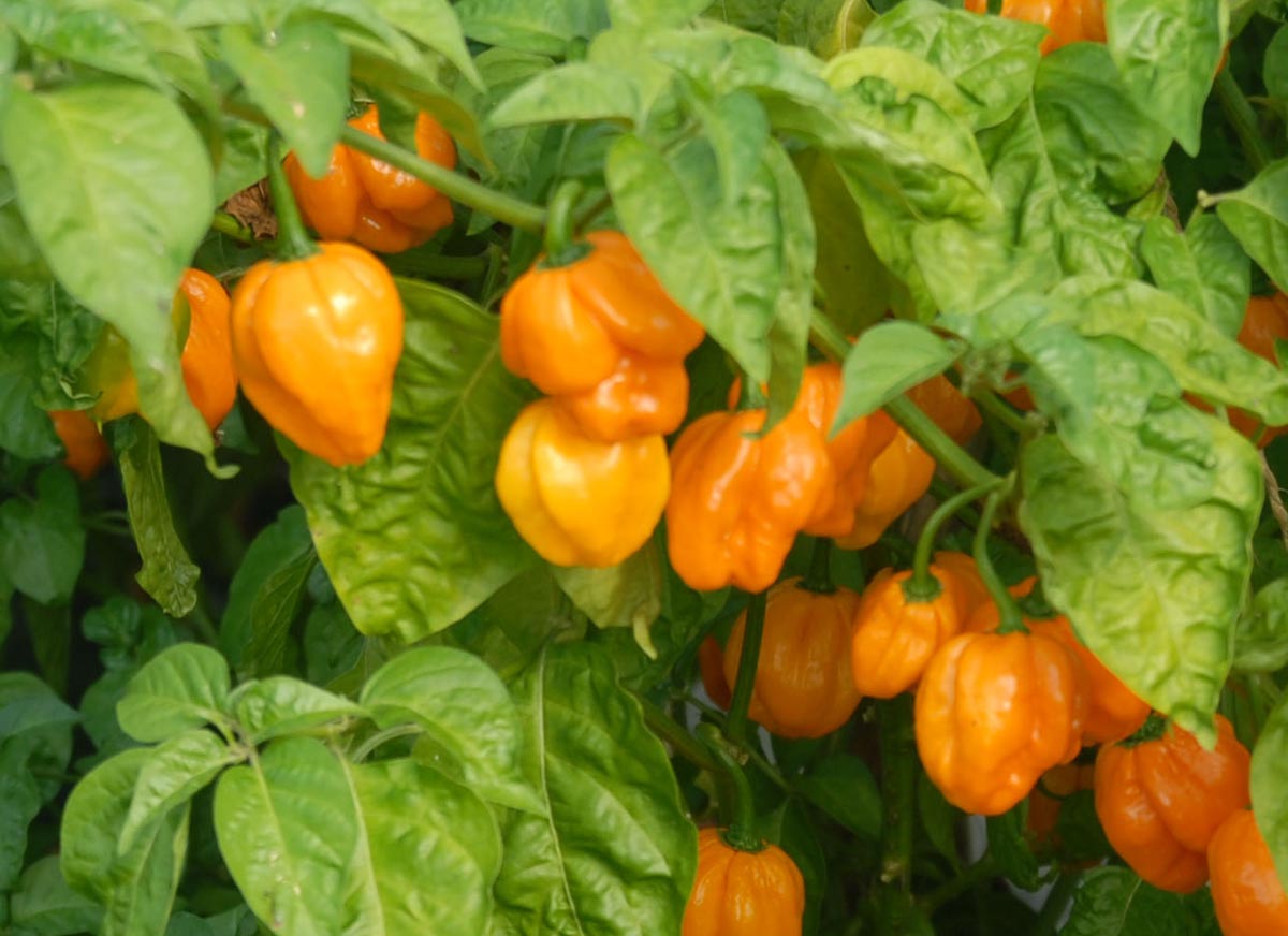 Jamaican jerk chilli seeds | Eden Project Shop