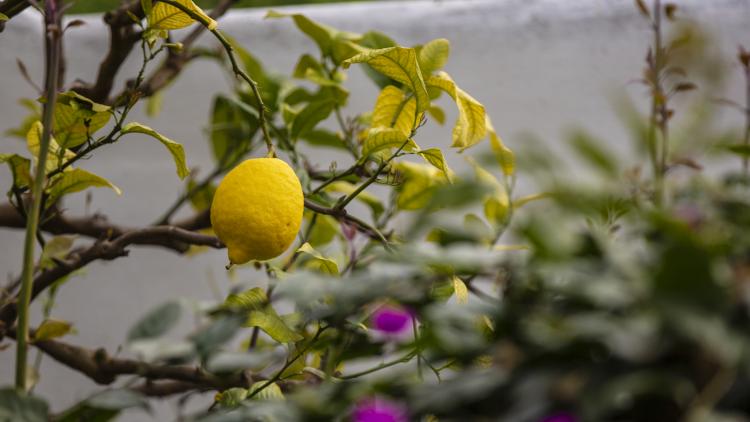 Citron fruit on tree