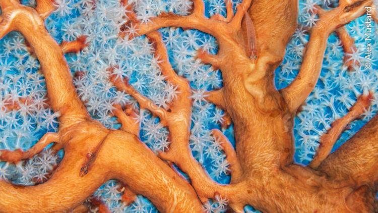 Biodiversity of a healthy coral reef as ghost gobies swim within the branches of a sea fan.