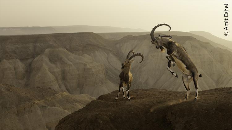 A dramatic cliffside clash between two Nubian ibex