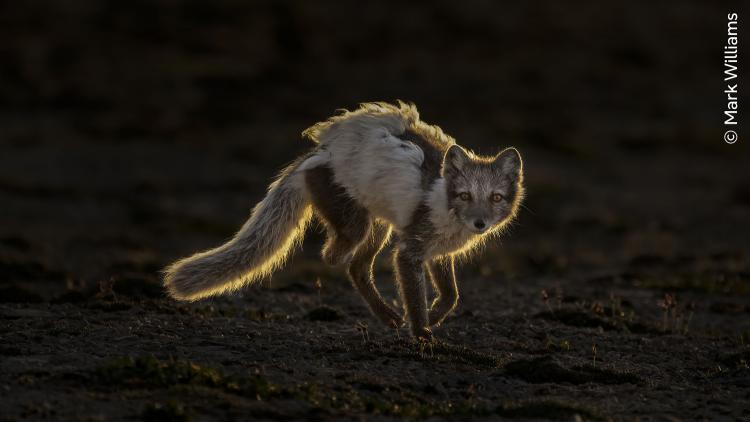 An artic fox