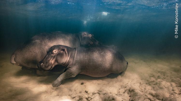 A hippopotamus and her two offspring resting in the clear water of a shallow lake