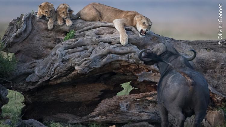 A lion defends its cubs from a buffalo