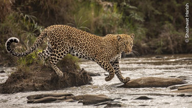 Leopard crossing a river