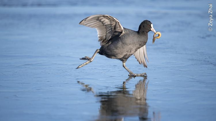 A coot as it struggles to stay upright on ice while subduing a wriggling loach