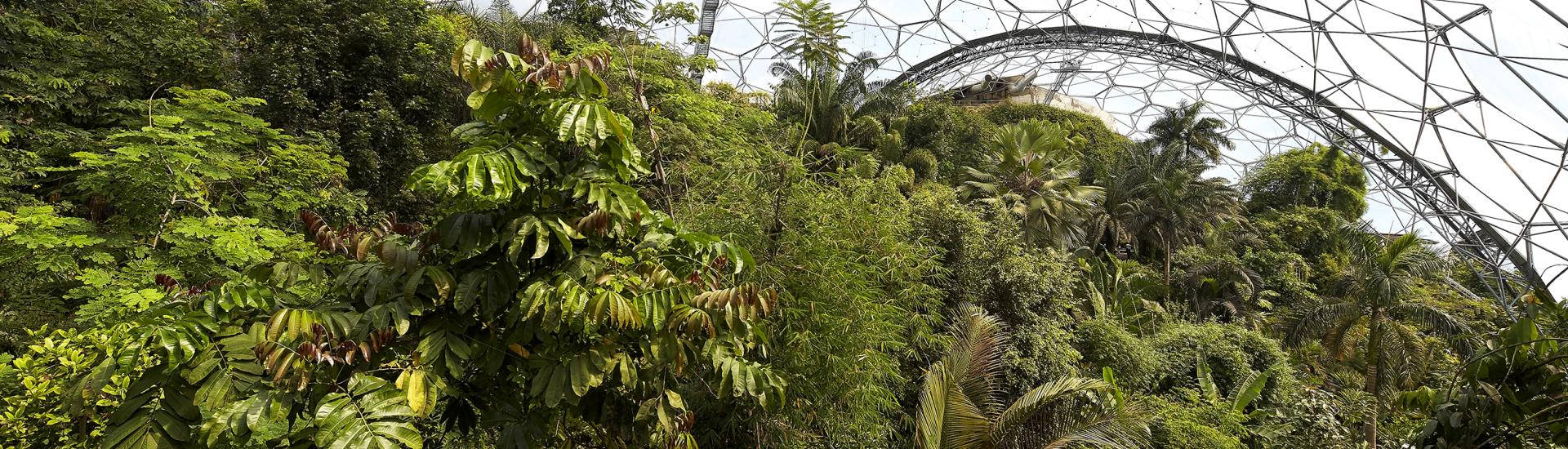 tropical rainforest ecosystem project