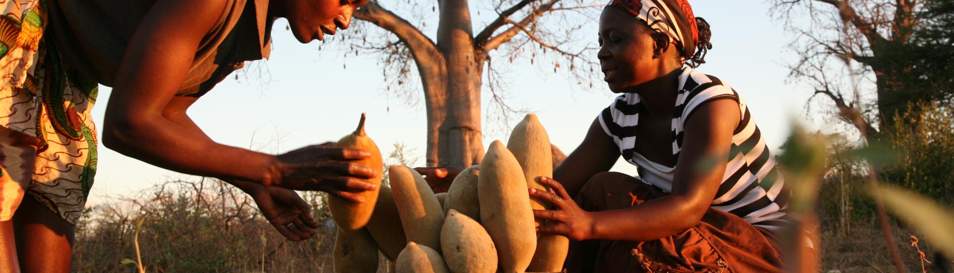Baobab Fruit — Eco-Amical