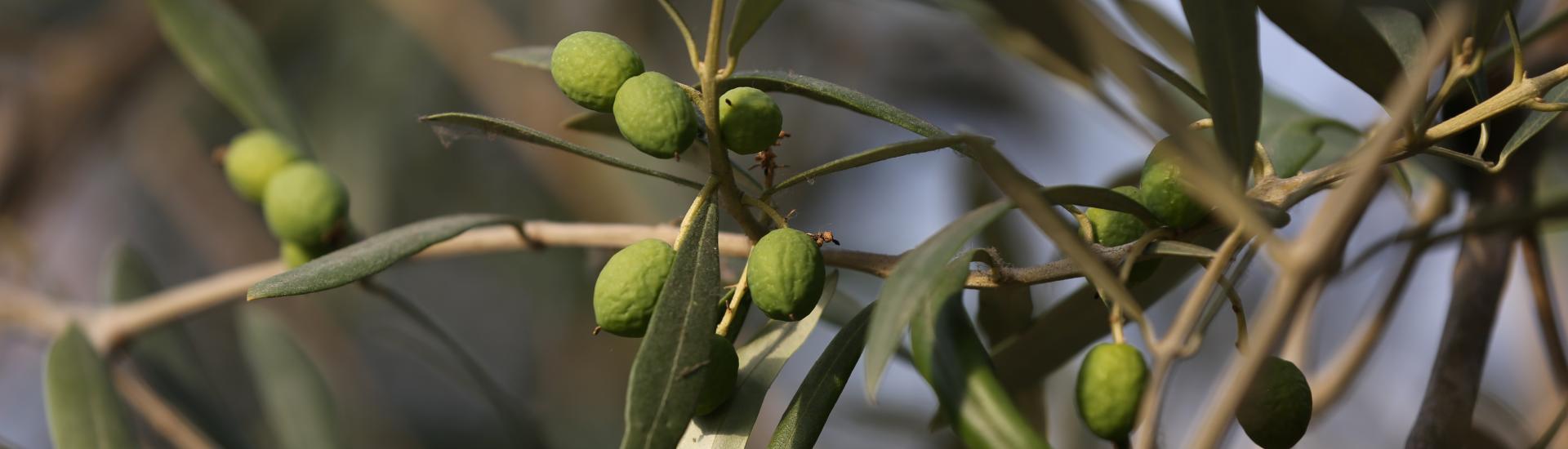 Plant an olive tree in your garden