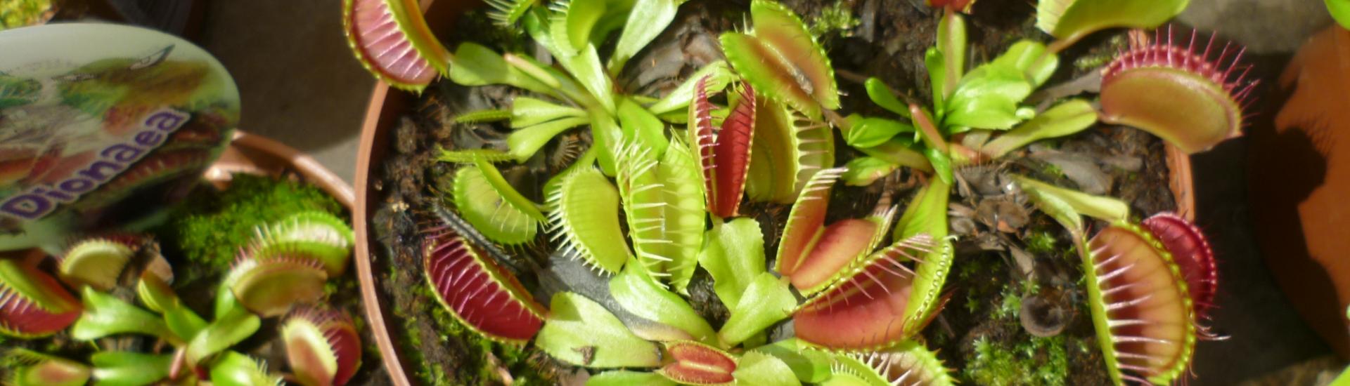 Garden Q&A: Amazing Venus fly traps have a taste for protein